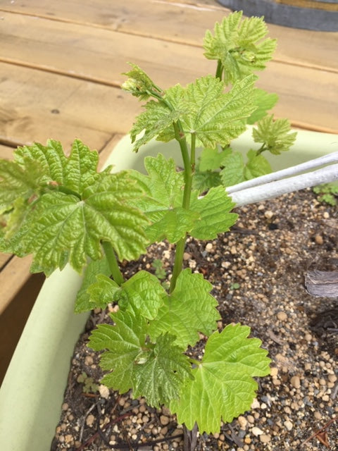 みんなでつくるヴィンヤード(ブドウ園)『ブドウの苗オーナー2020』入会募集