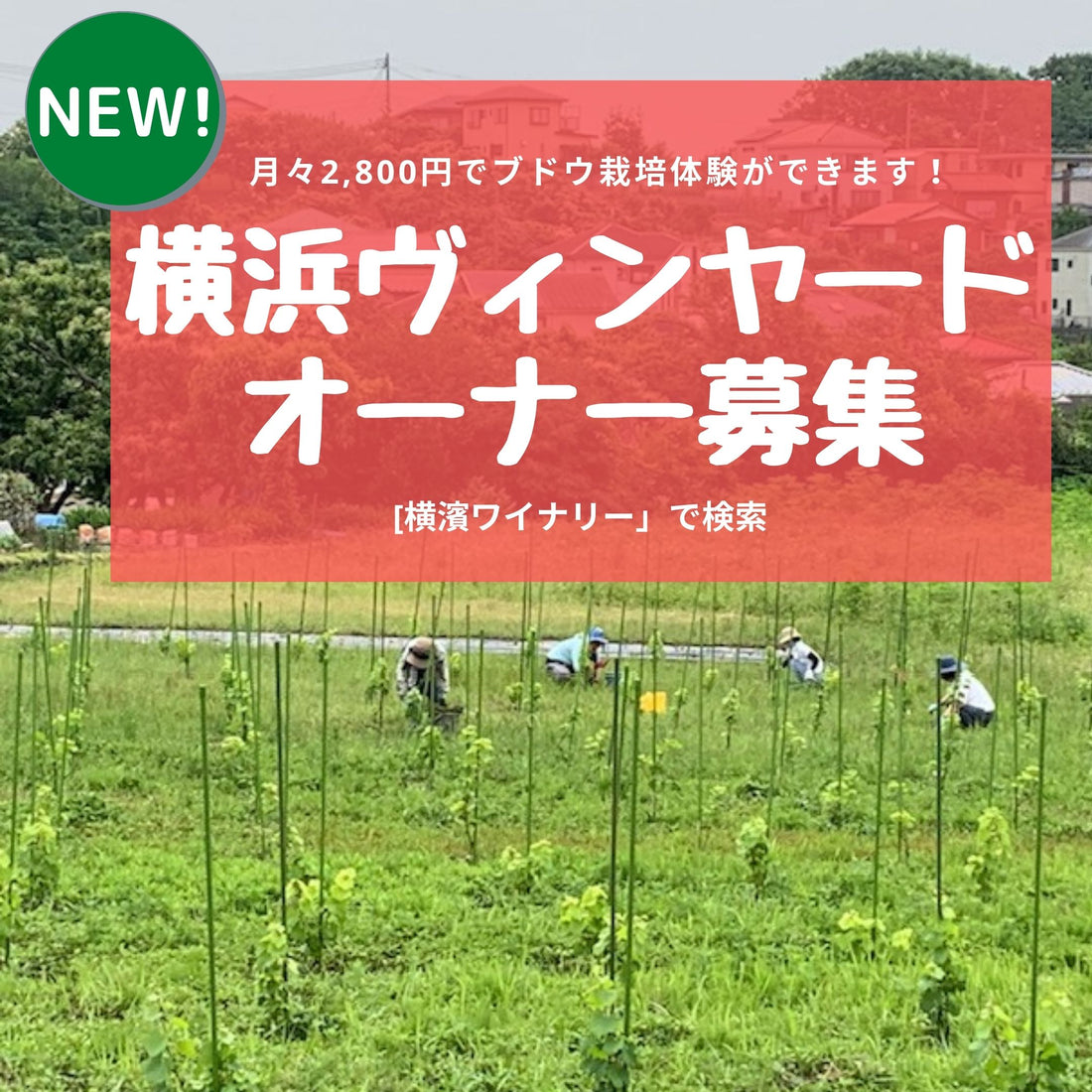 横濱ヴィンヤードオーナー募集