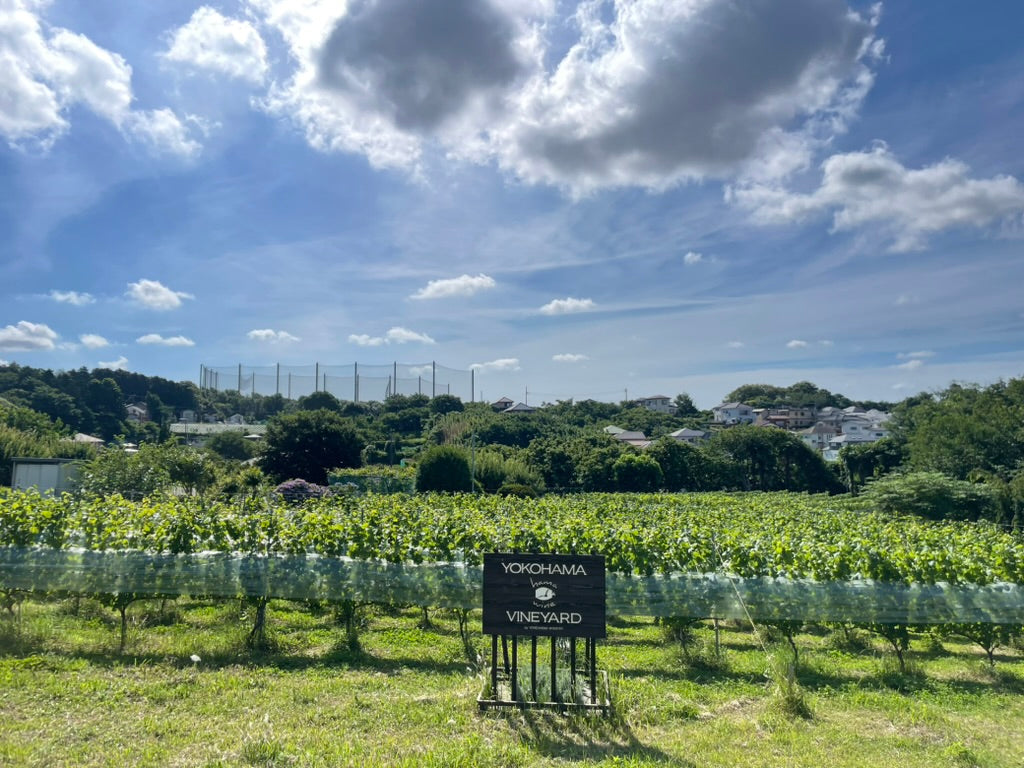 横濱ヴィンヤード オープンデー開催！(7/25 土）