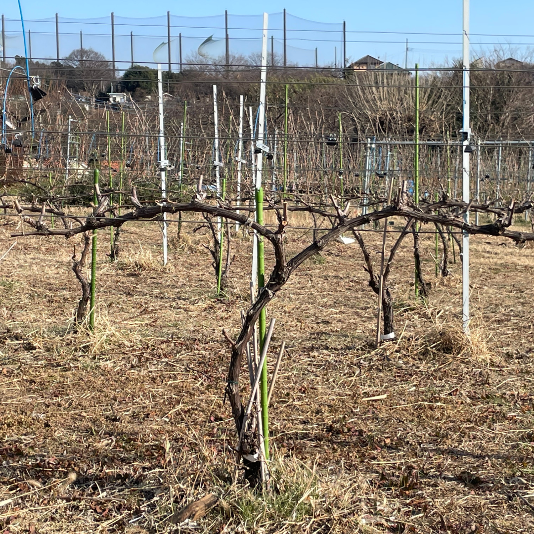 世の中も圃場もざわざわしてる