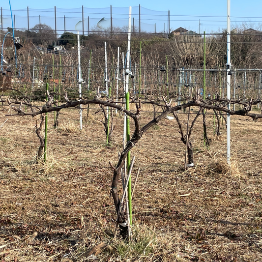 世の中も圃場もざわざわしてる