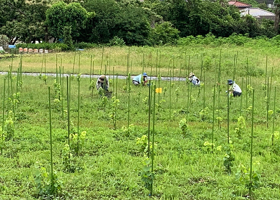 苗オーナー2021募集開始します。