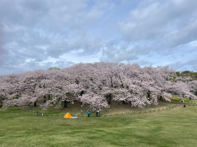 根岸森林公園　桜まつりマルシェに出店します(4/6土曜日）