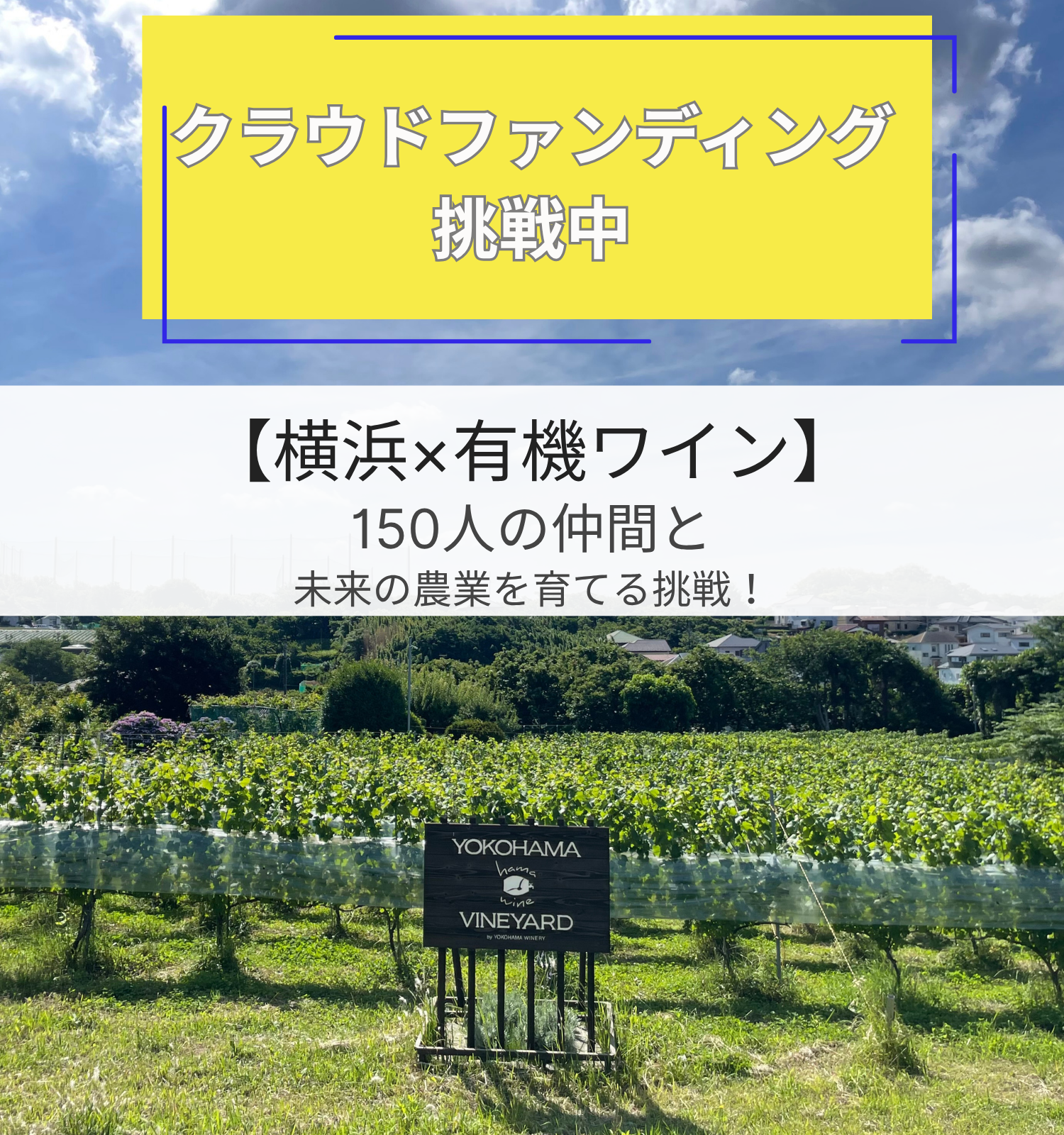 クラウドファンディング挑戦中！【横浜×有機ワイン】150人の仲間と未来の農業を育てる挑戦！